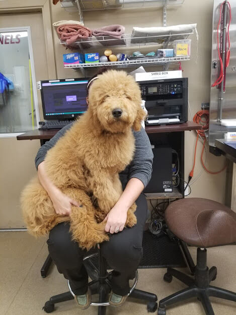 dog-at-vet-visit