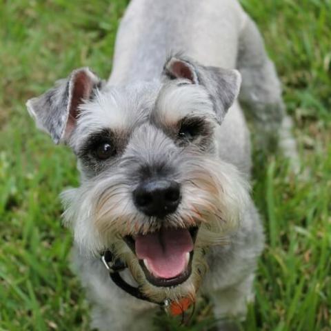 Miniature Schnauzer  Riverstone Veterinary Group