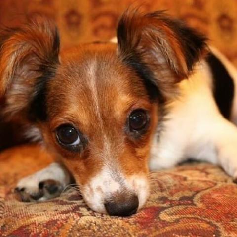 Small Mixed Breed Riverstone Veterinary Group