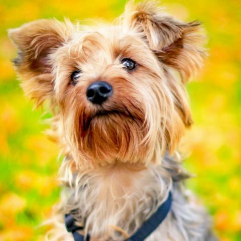 what is the average age for a yorkie?