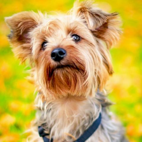 Yorkshire Terrier Riverstone