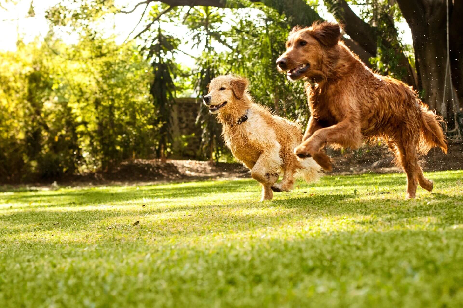 veterinarians