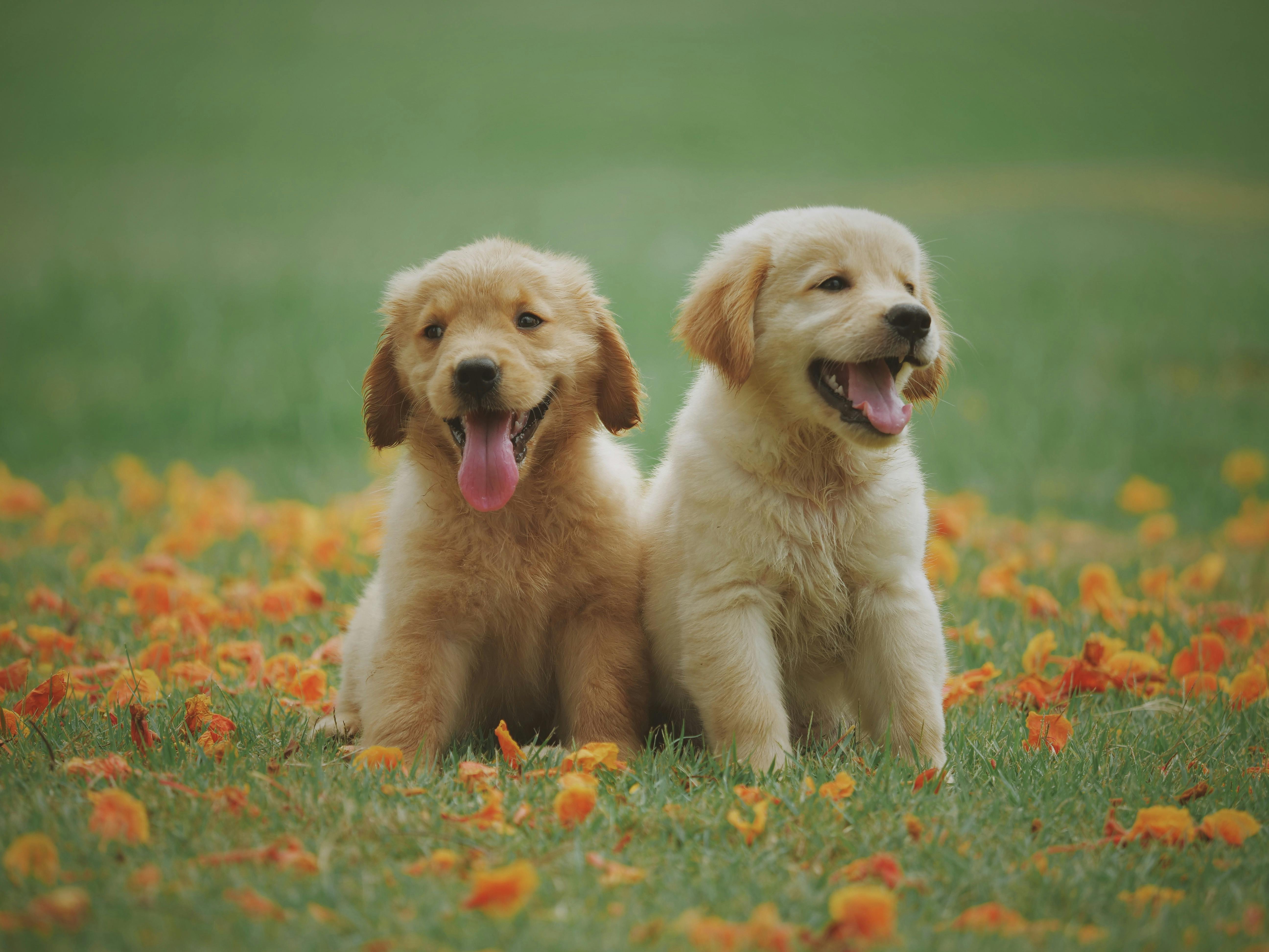 Spring Dogs 