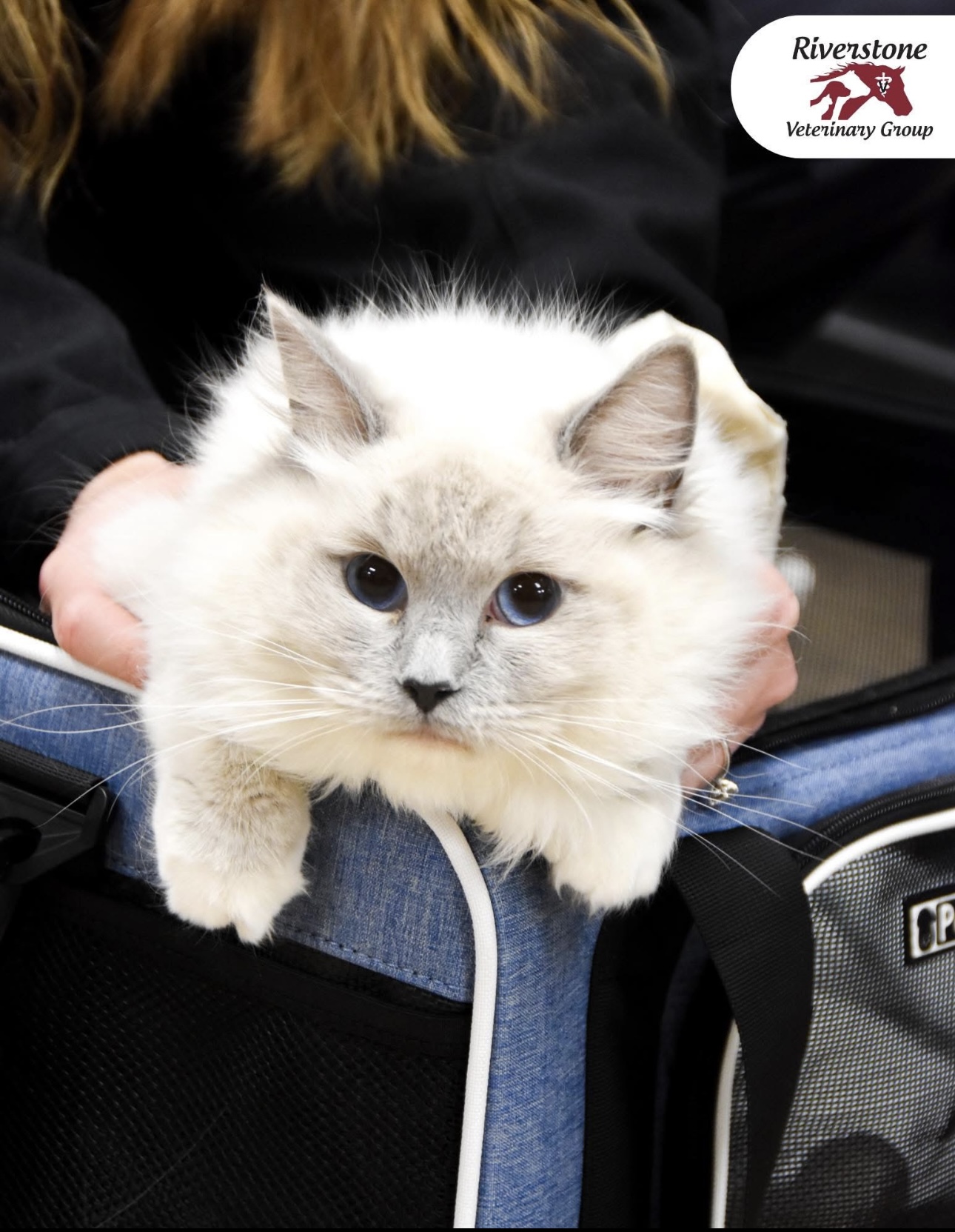 Kitty at the vet