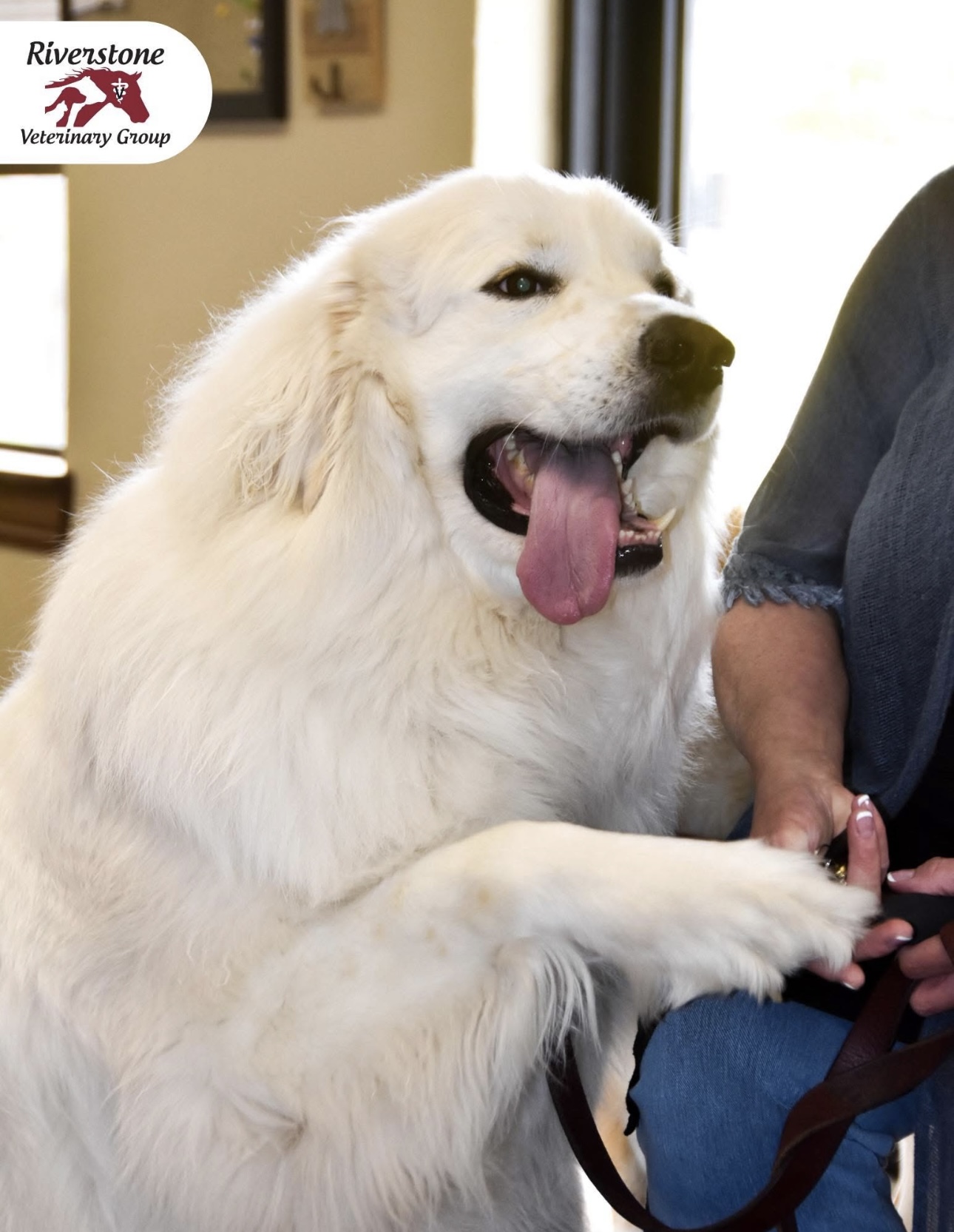 Big Happy Dog