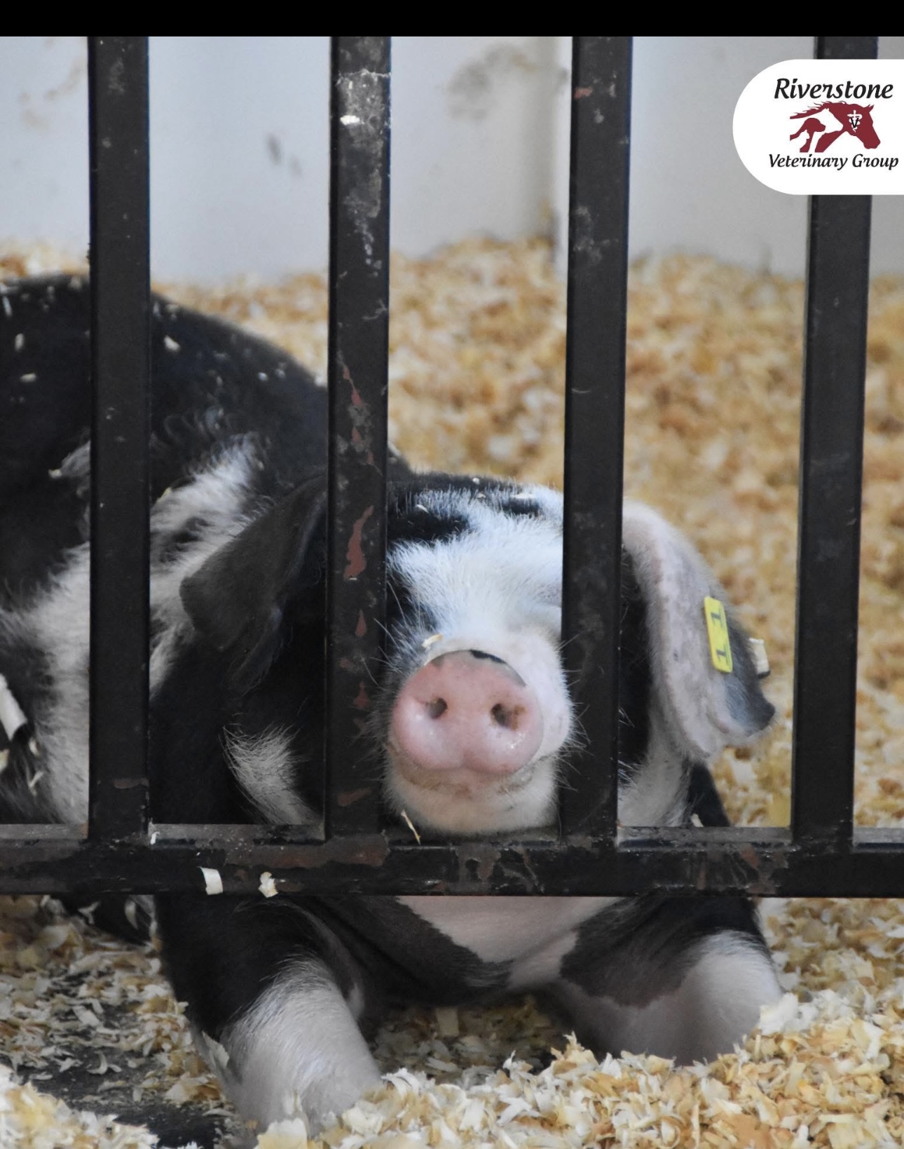 Happy Pig