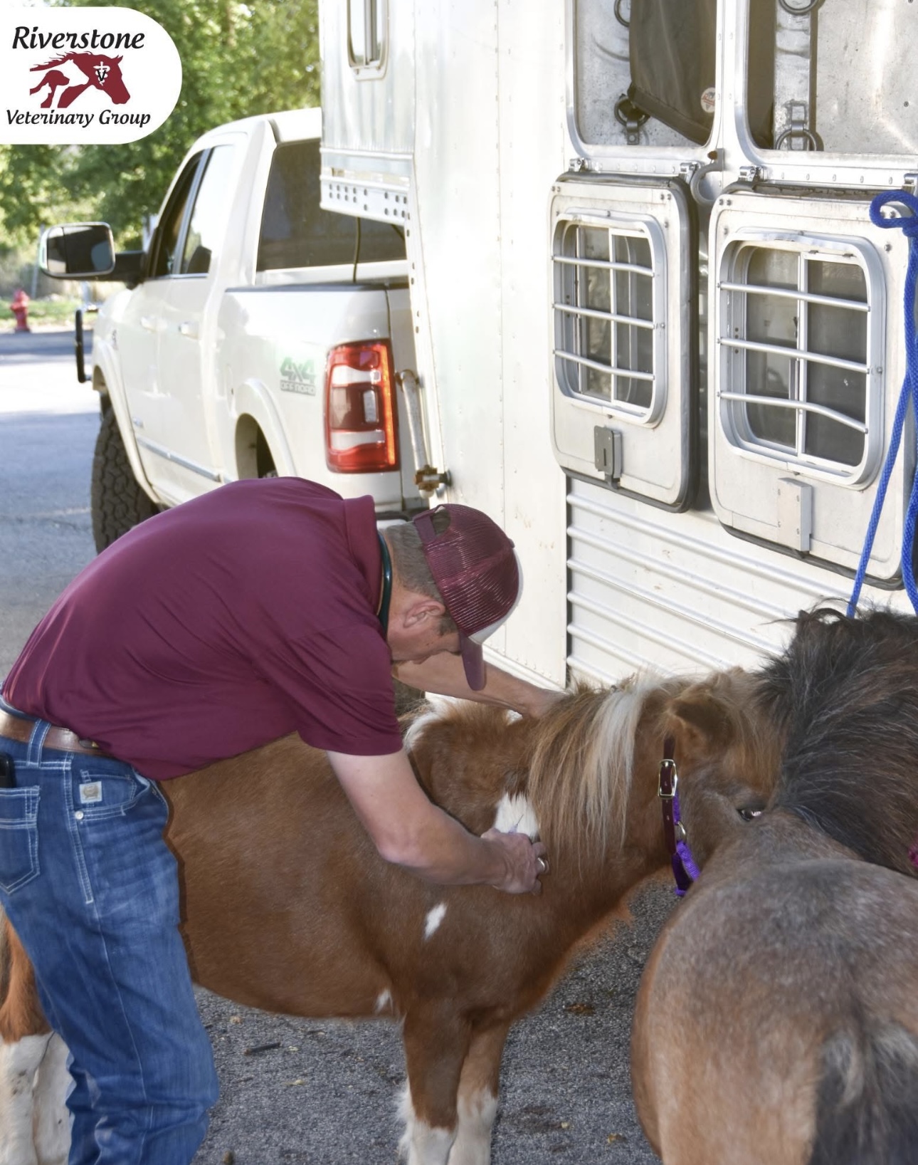 Mini Horses