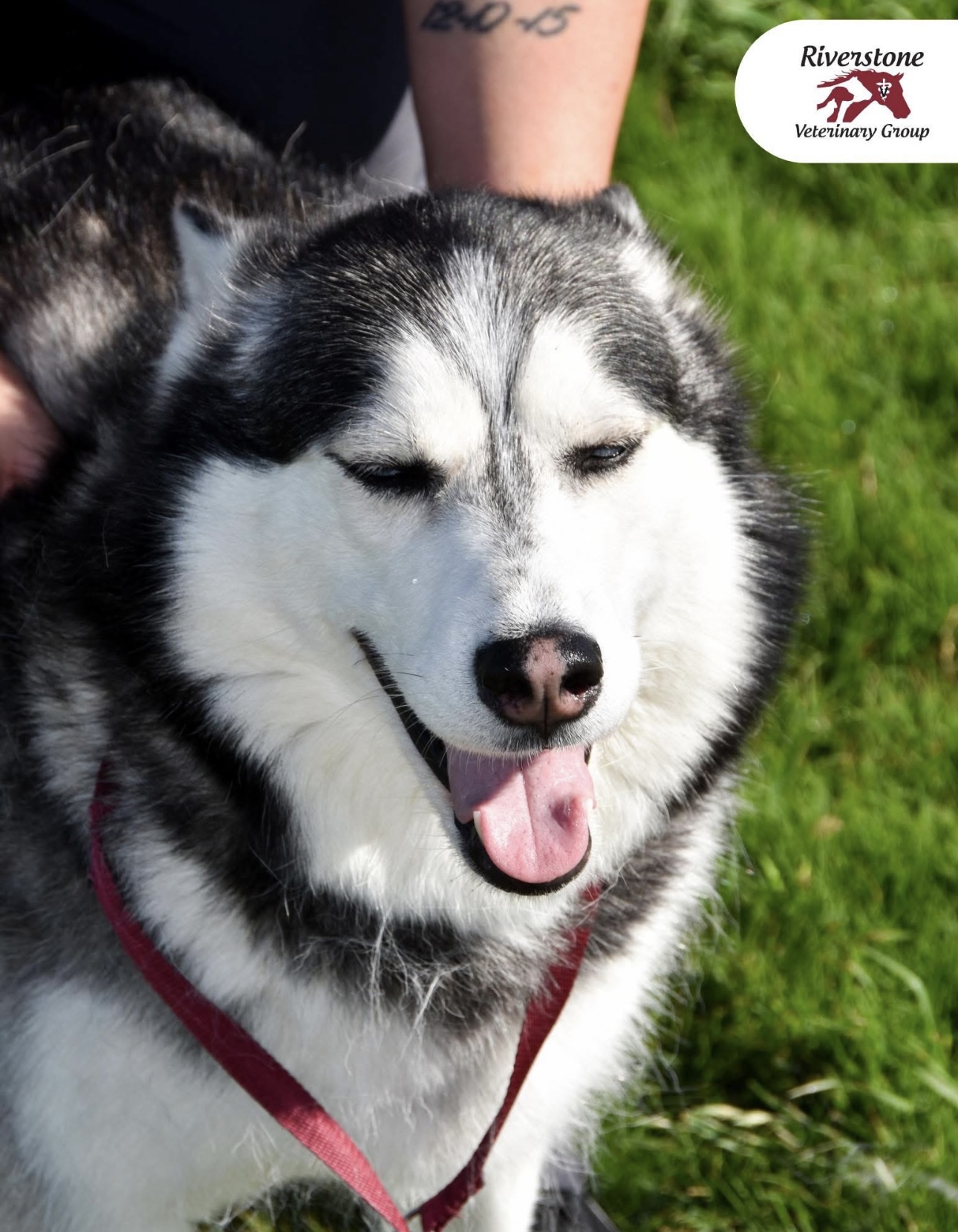 Husky