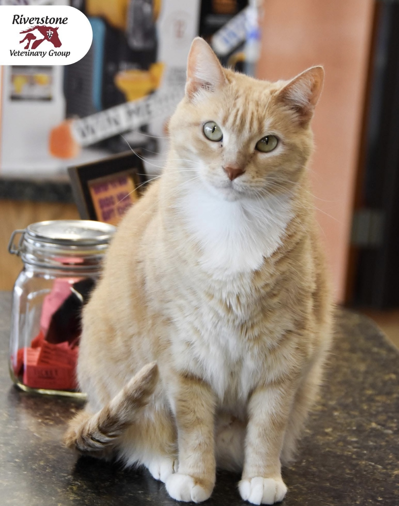 Orange cat