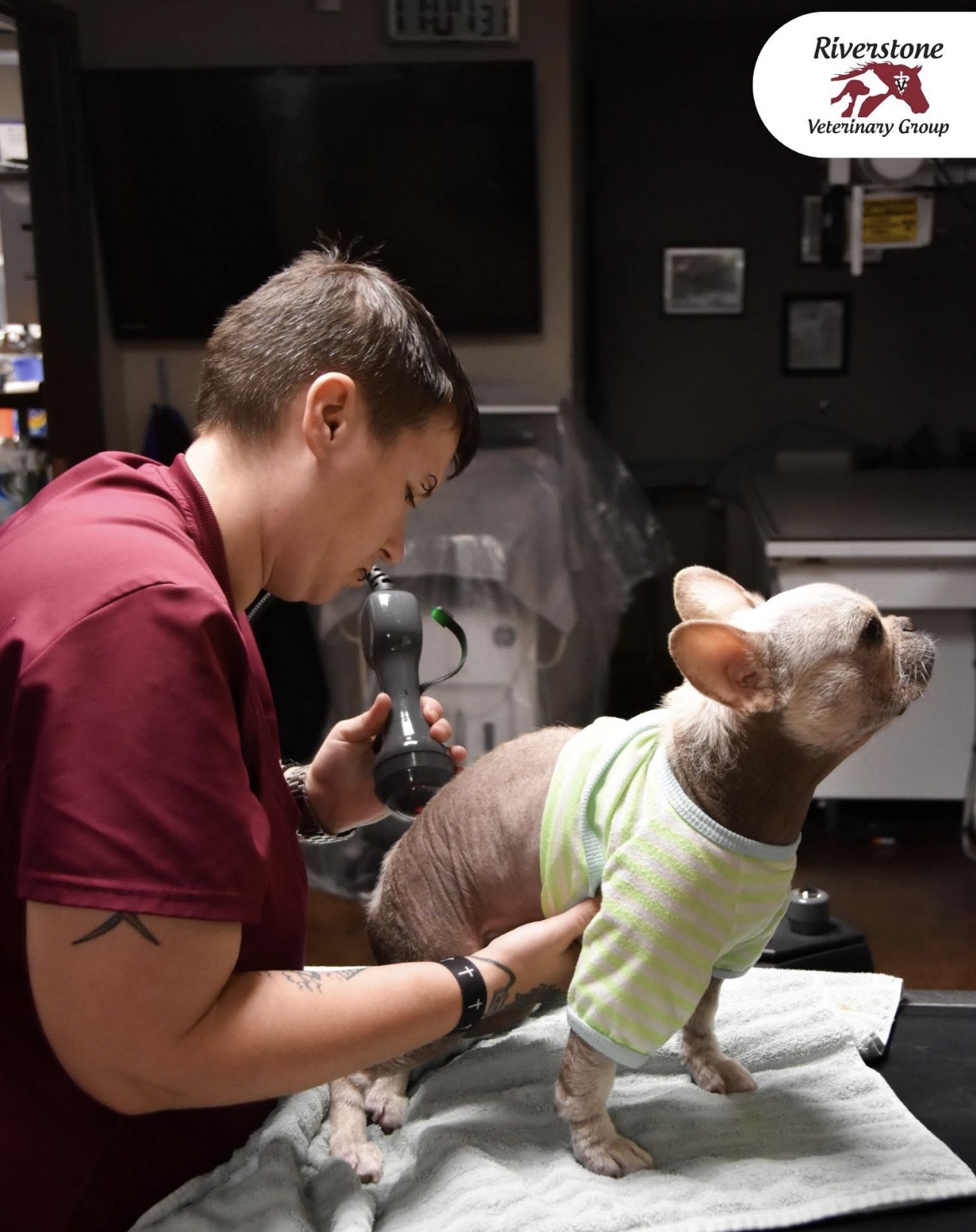 Dog getting laser therapy