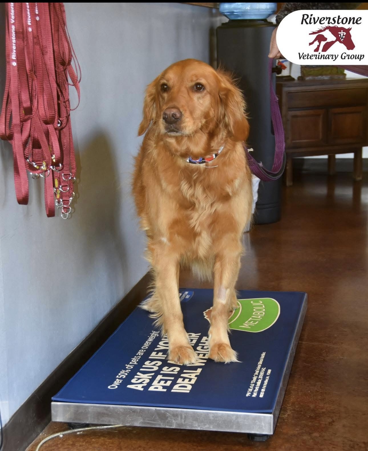 Golden Retriever on scale