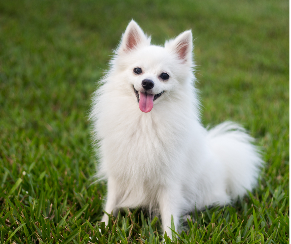 Pomeranian 