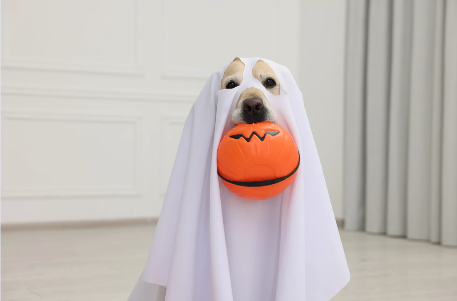 Halloween Costume 