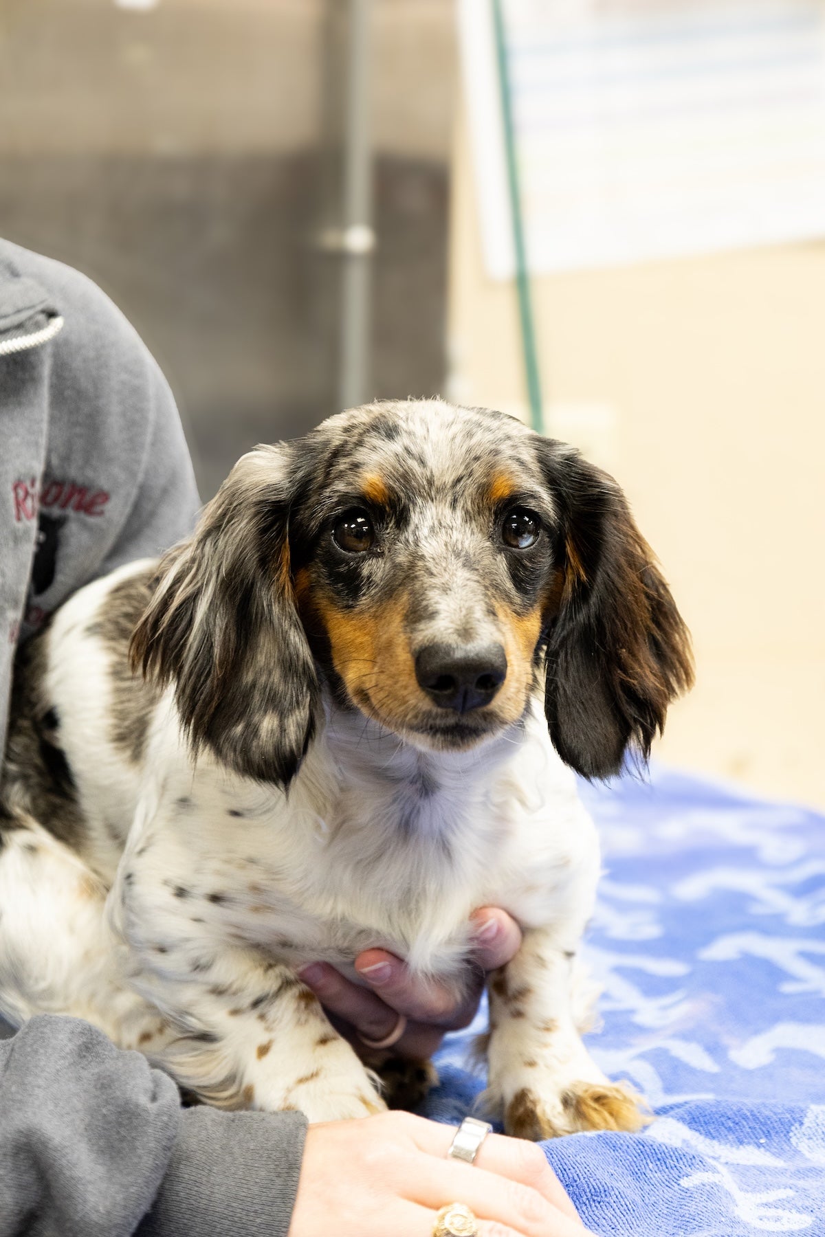 Cute Dachshund