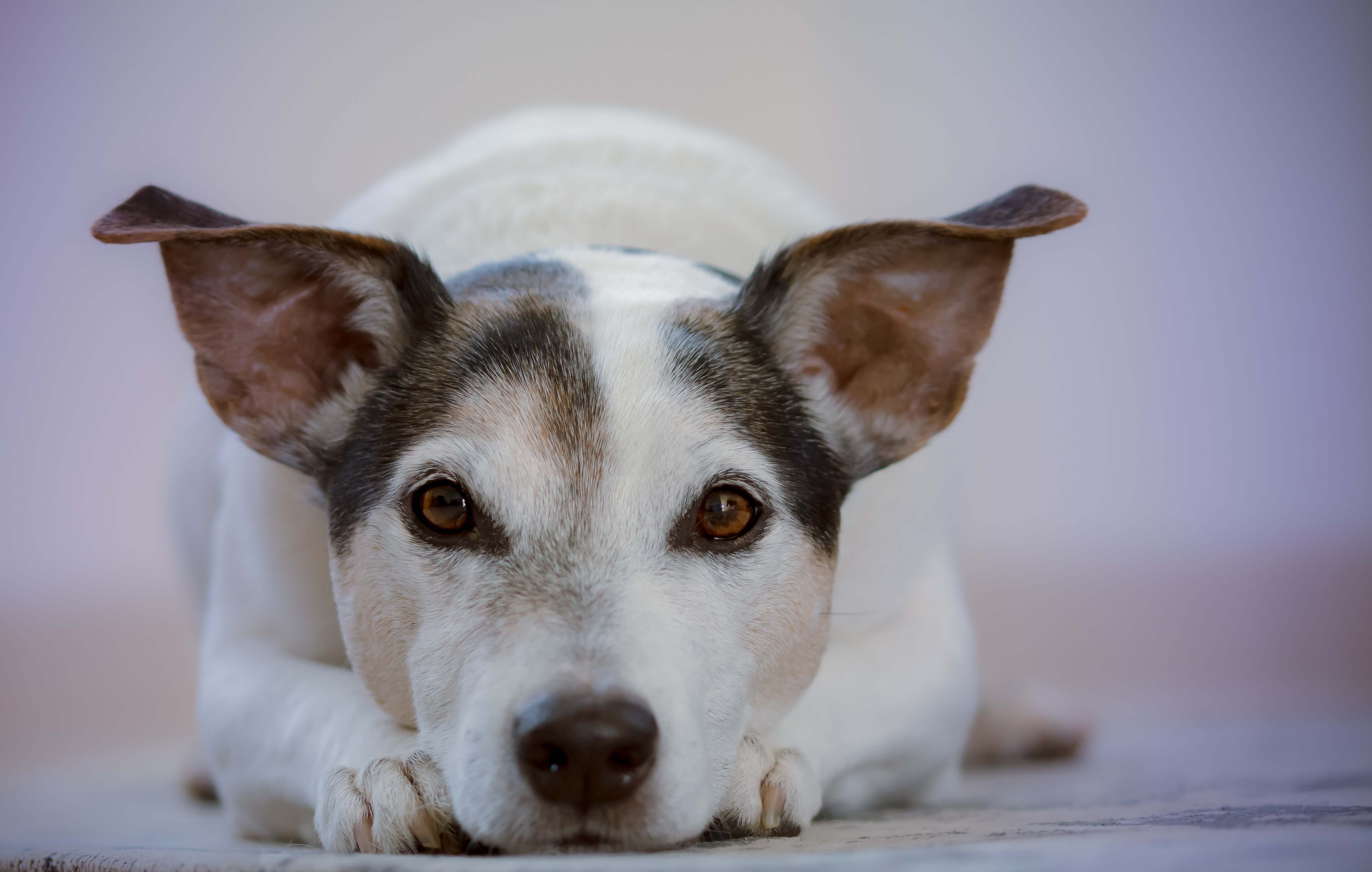 ear-cleaning-blog