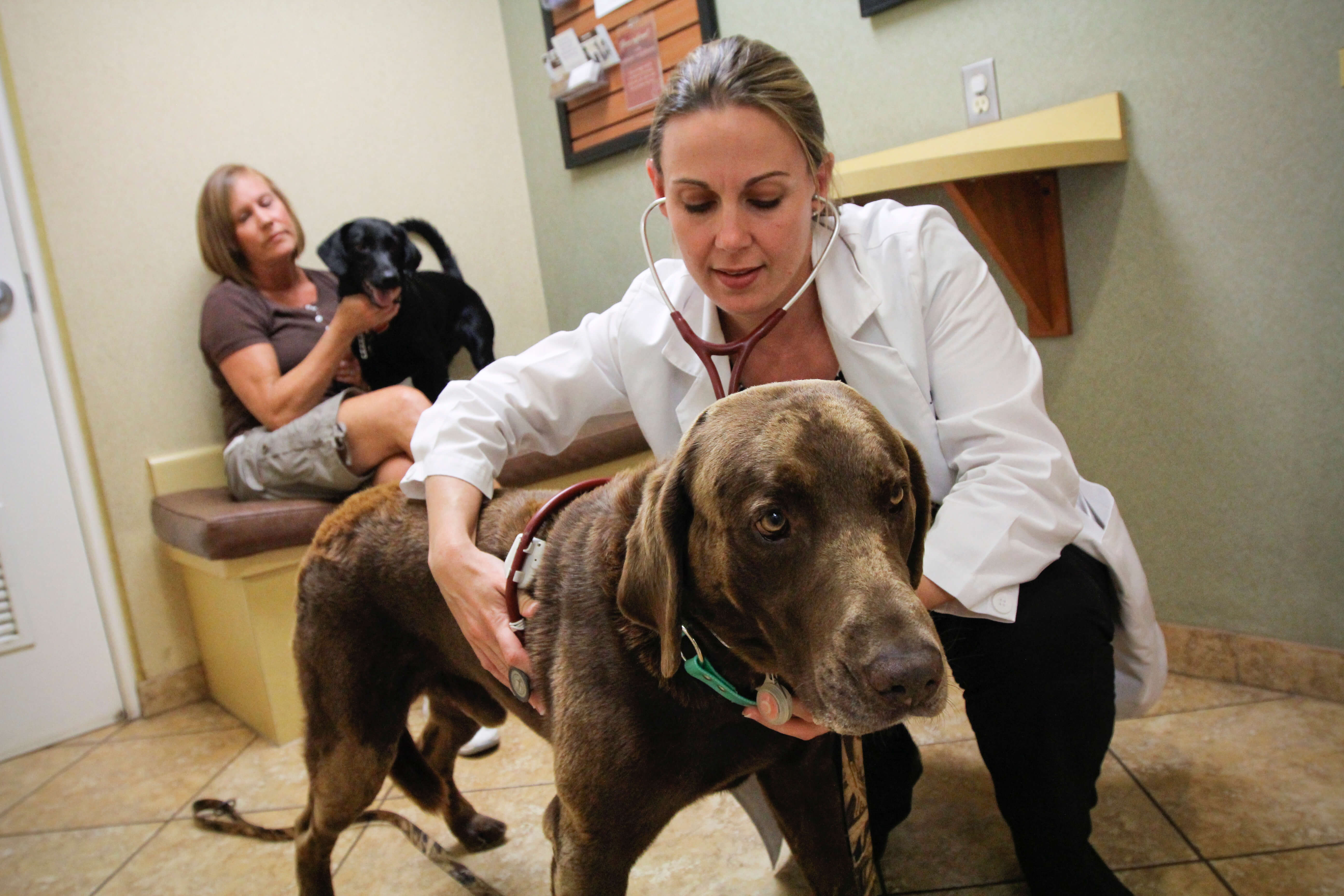 caring-for-your-senior-pet