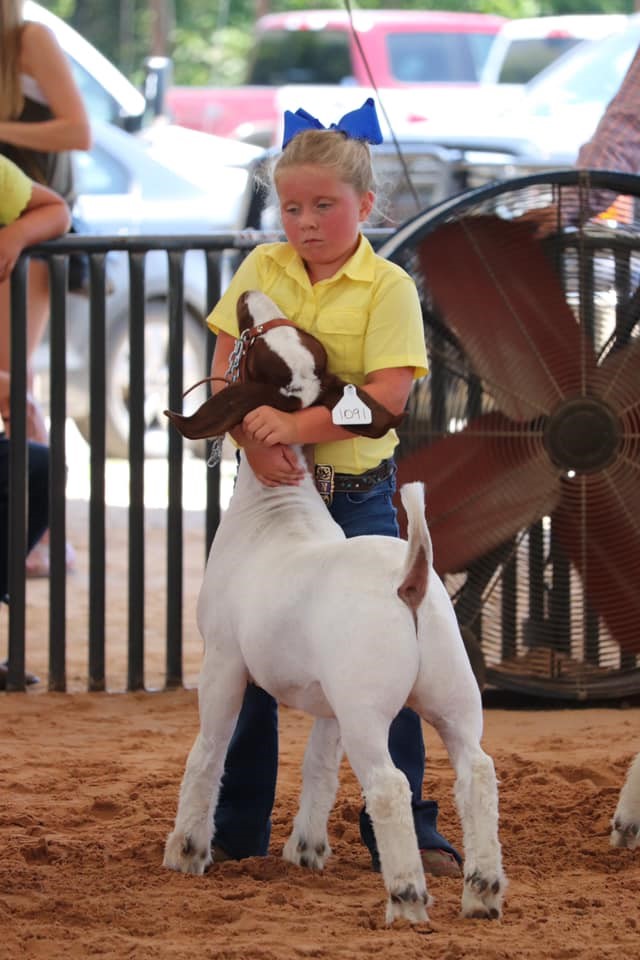 Riverstone Vet show group sheep