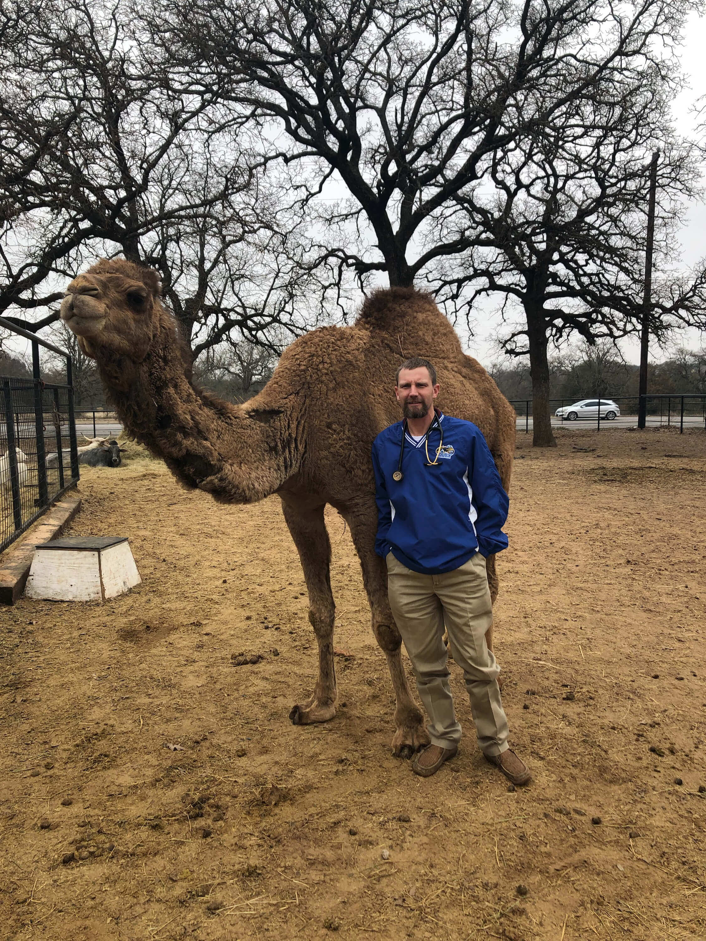 camel-receives-veterinary-care