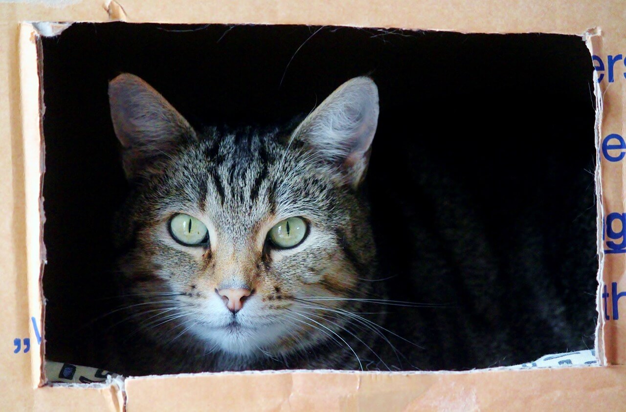 indoor-cat-enrichment