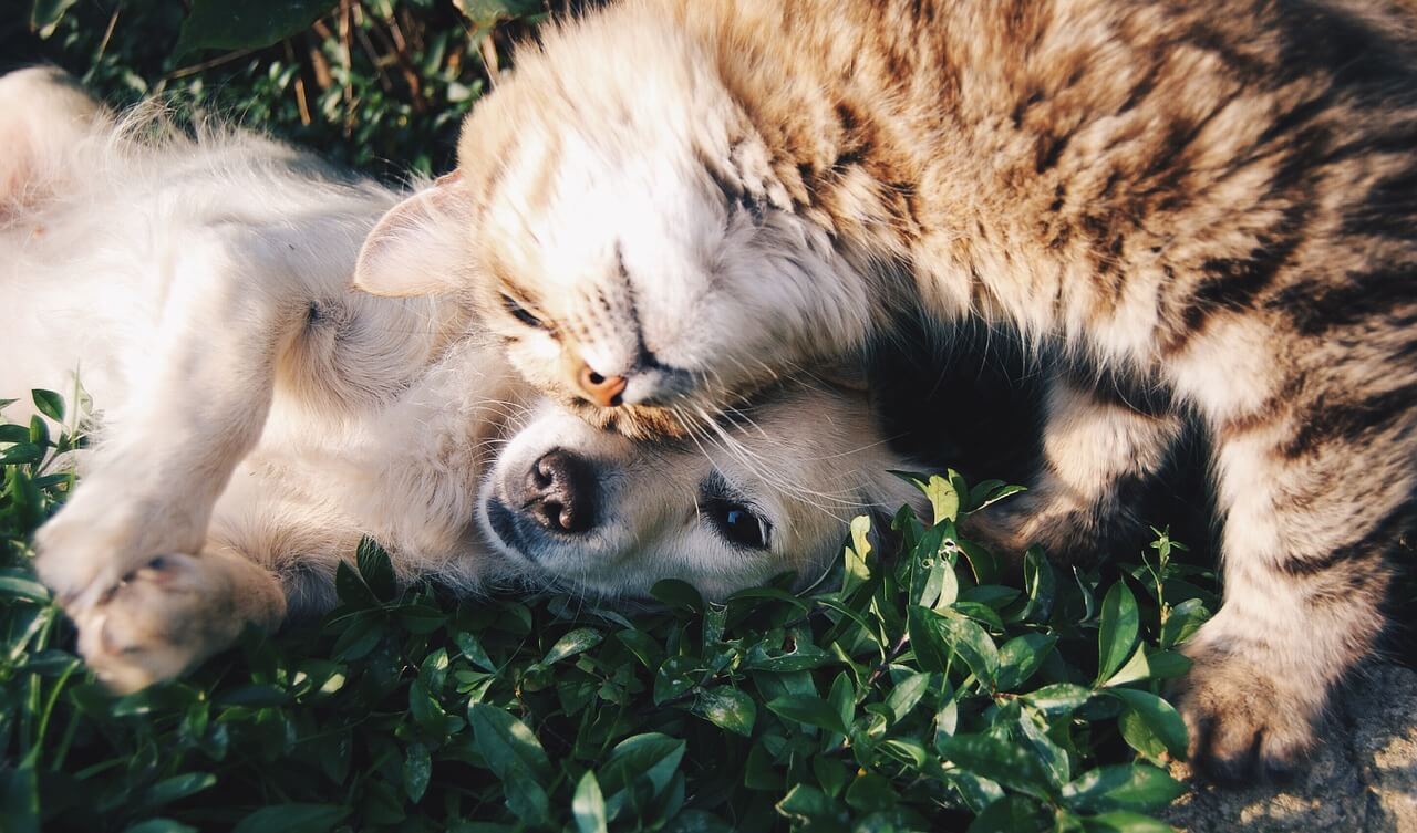 cat-dog-friends