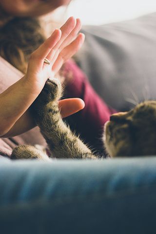 indoor-cat-enrichment