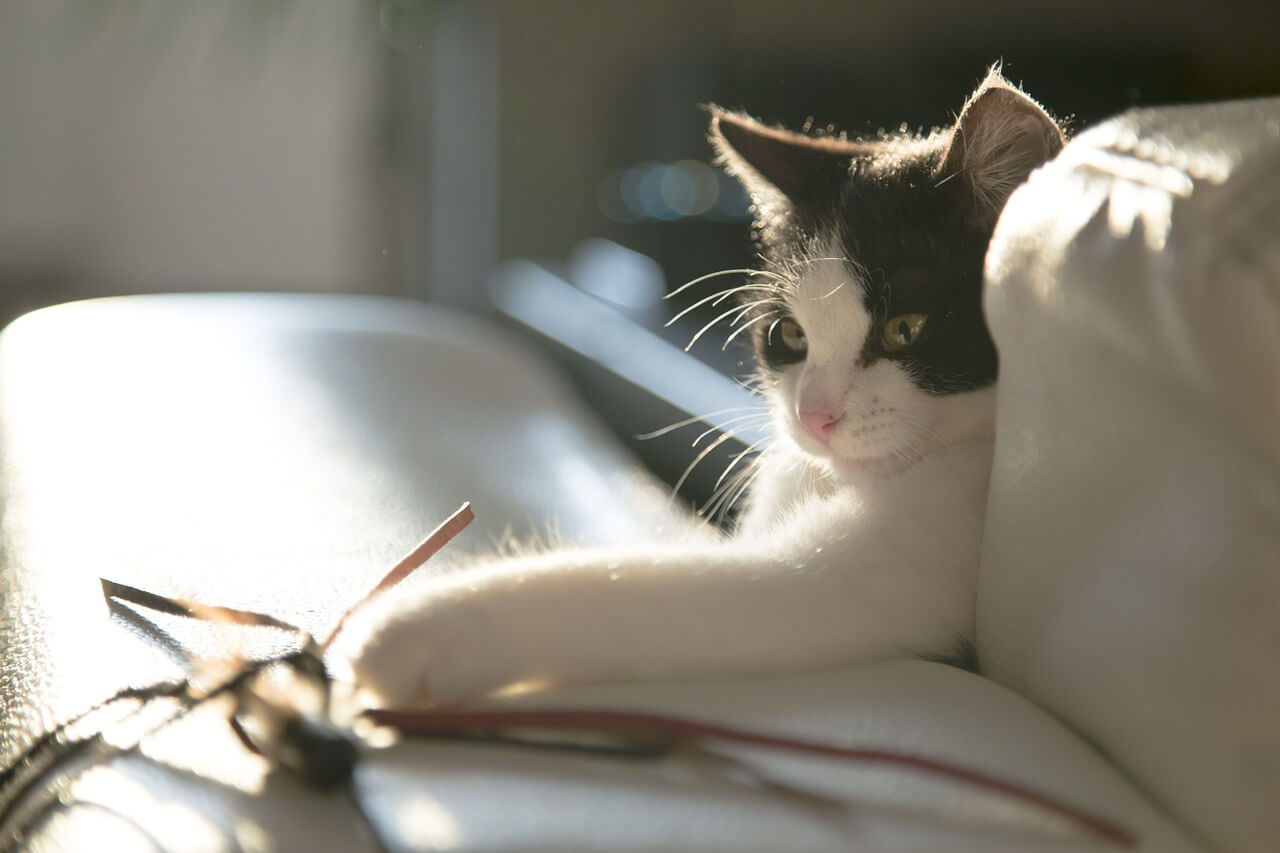 indoor-cat-enrichment