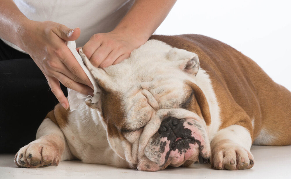 cleaning-a-dogs-ear