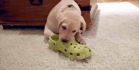 puppy-chewing-shoe