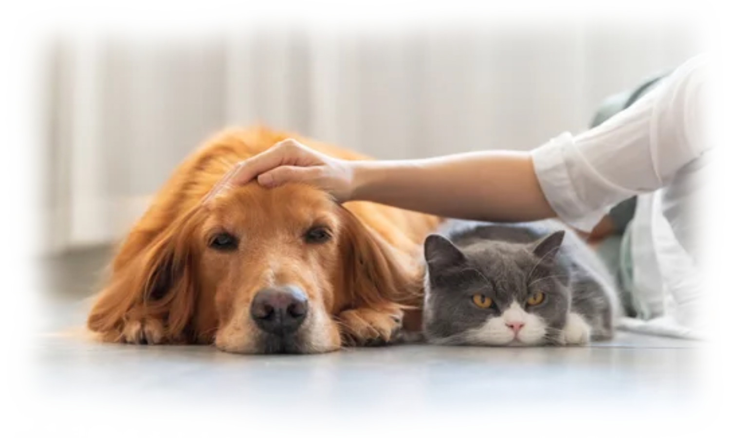 dog and cat laying on floor together