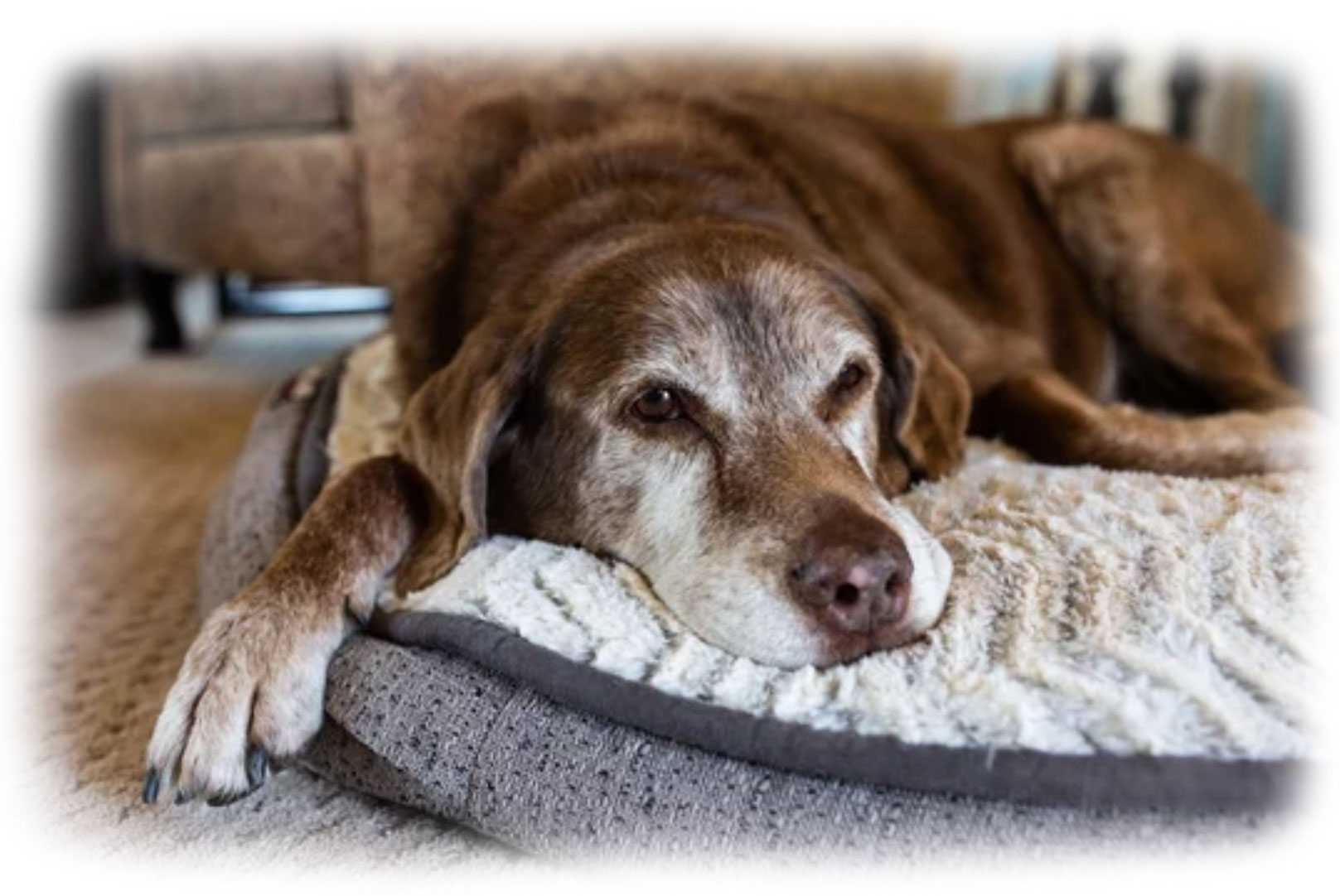 elderly dog laying on pet bed