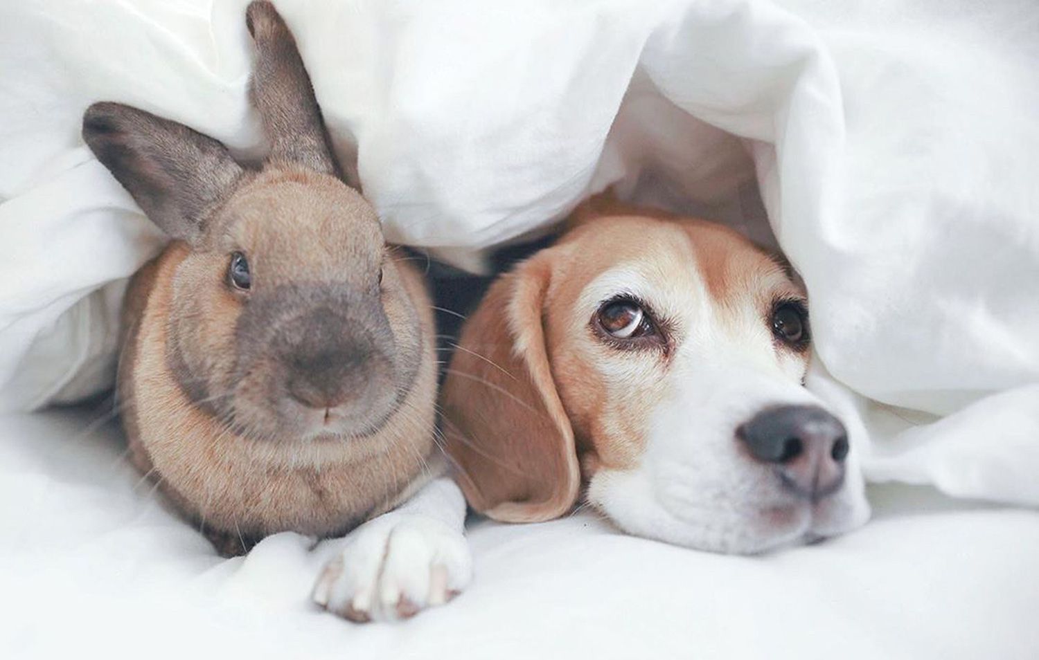 Bunny with dog