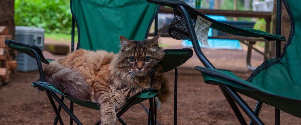 cat laying on chair at camp ground
