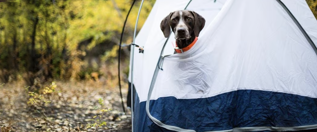 dog inside camping tent