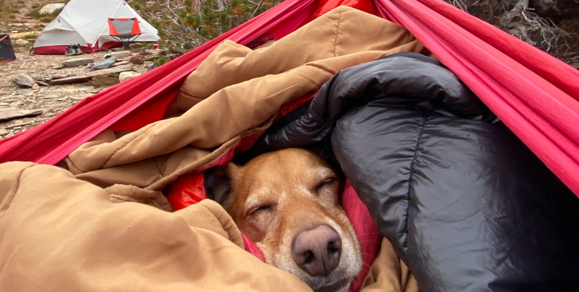 cute labrador dog in sleeping bag