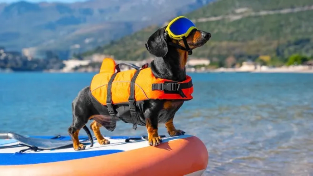dog wearing life jacket on lake