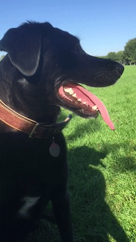 Dog in summer heat