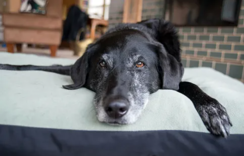 elderly dog laying on pet bed