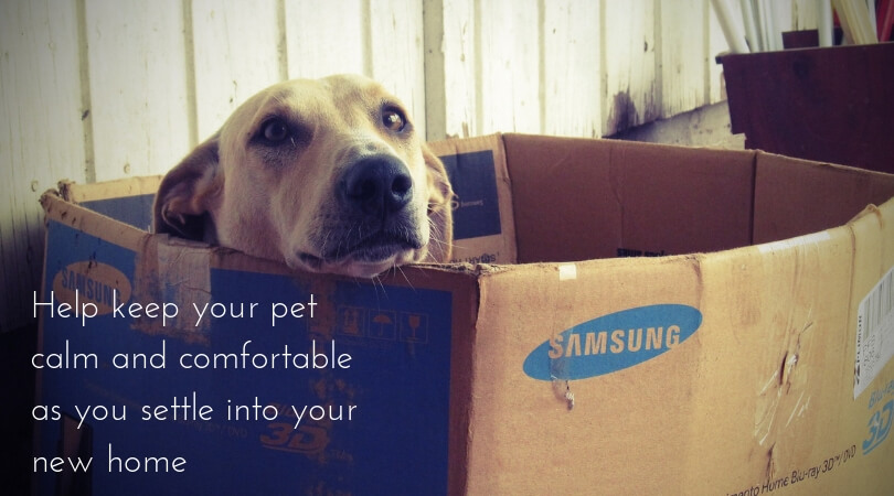 prep-for-moving-dog-in-box