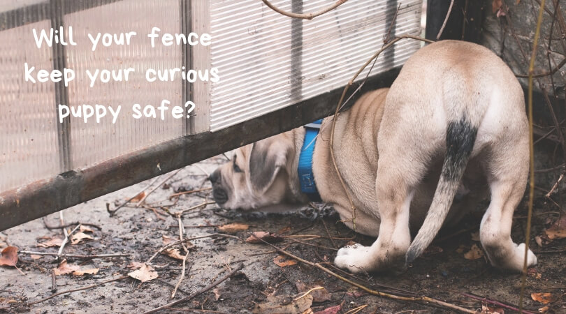 puppy-trying-crawl-under-fence