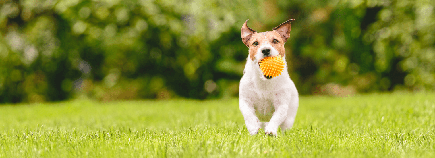 cheap local vets near me