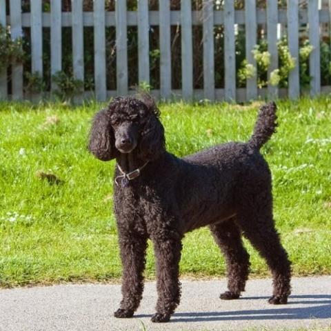 Poodle leg covers hotsell