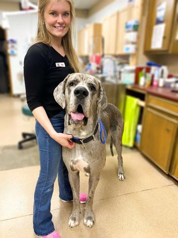 great-dane-visits-the-vet