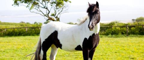 American Paint Horse Breed Profile, GeniusVets
