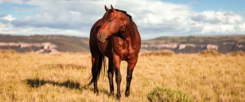 American Quarter Horse Breed Information