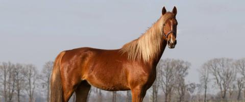 American Saddlebred Breed Profile, GeniusVets