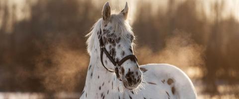 Appaloosa Horse Breed Profile, GeniusVets