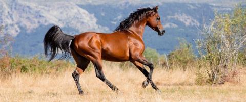 Arabian Horse