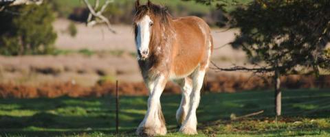 Clydesdale Breed Profile, GeniusVets
