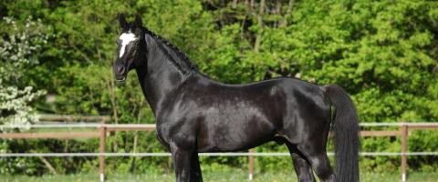 Dutch Warmblood Breed Profile on GeniusVets