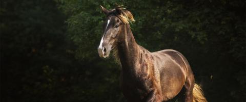 Kentucky Mountain Saddle Horse Breed
